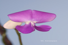 Sphenostylis bracteata